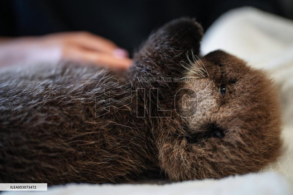 Sea Otter At Aquarium's Marine Mammal Rescue Centre - Vancouver