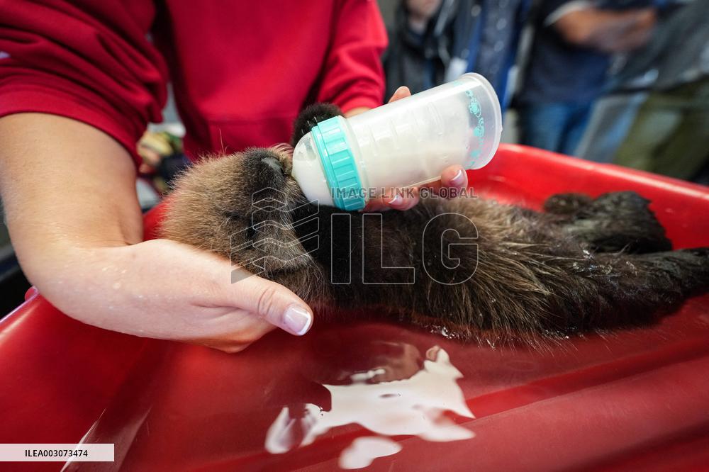 Sea Otter At Aquarium's Marine Mammal Rescue Centre - Vancouver