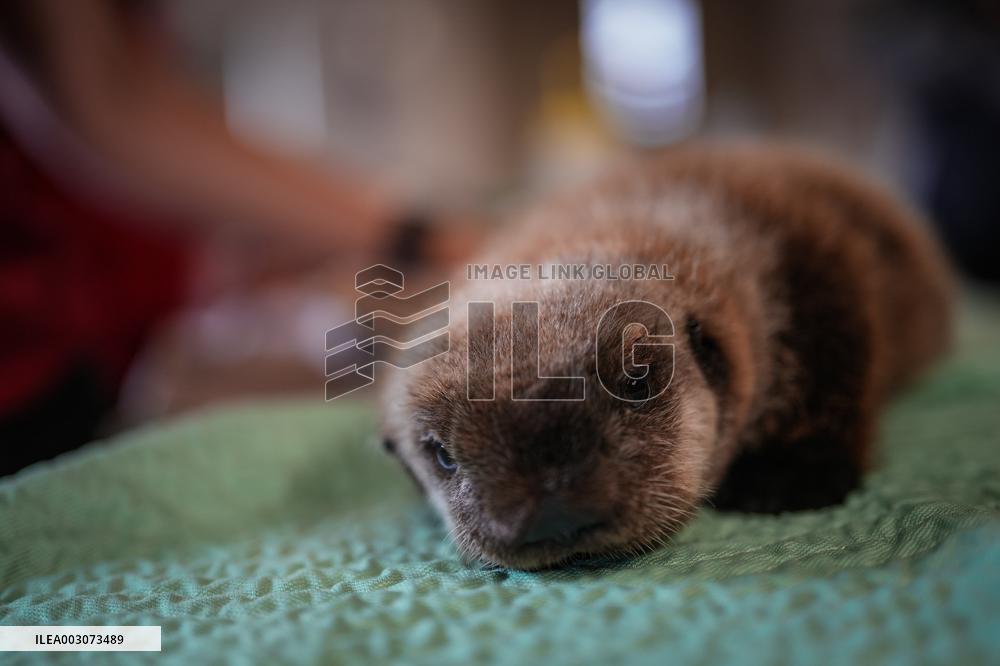 Sea Otter At Aquarium's Marine Mammal Rescue Centre - Vancouver