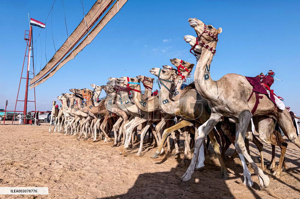 Camel Race - El Alamein
