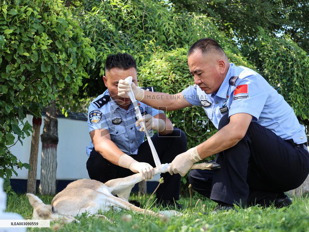 Injury Gose-throated Antelope