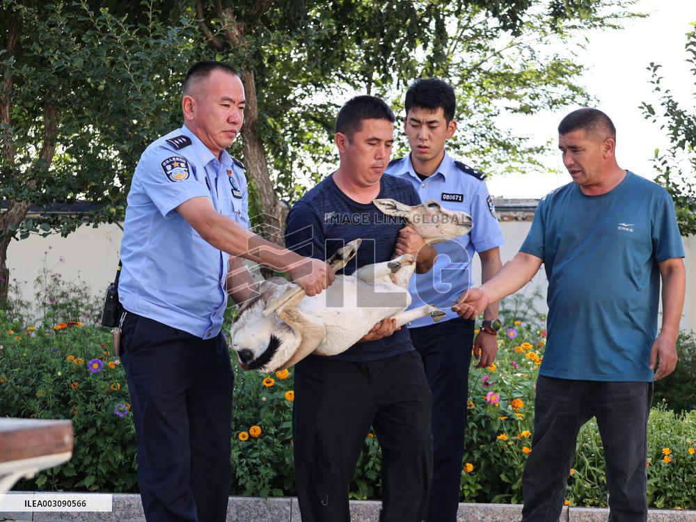 Injury Gose-throated Antelope