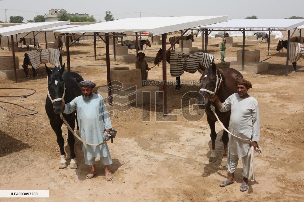 AFGHANISTAN-BALKH-HORSE KEEPING