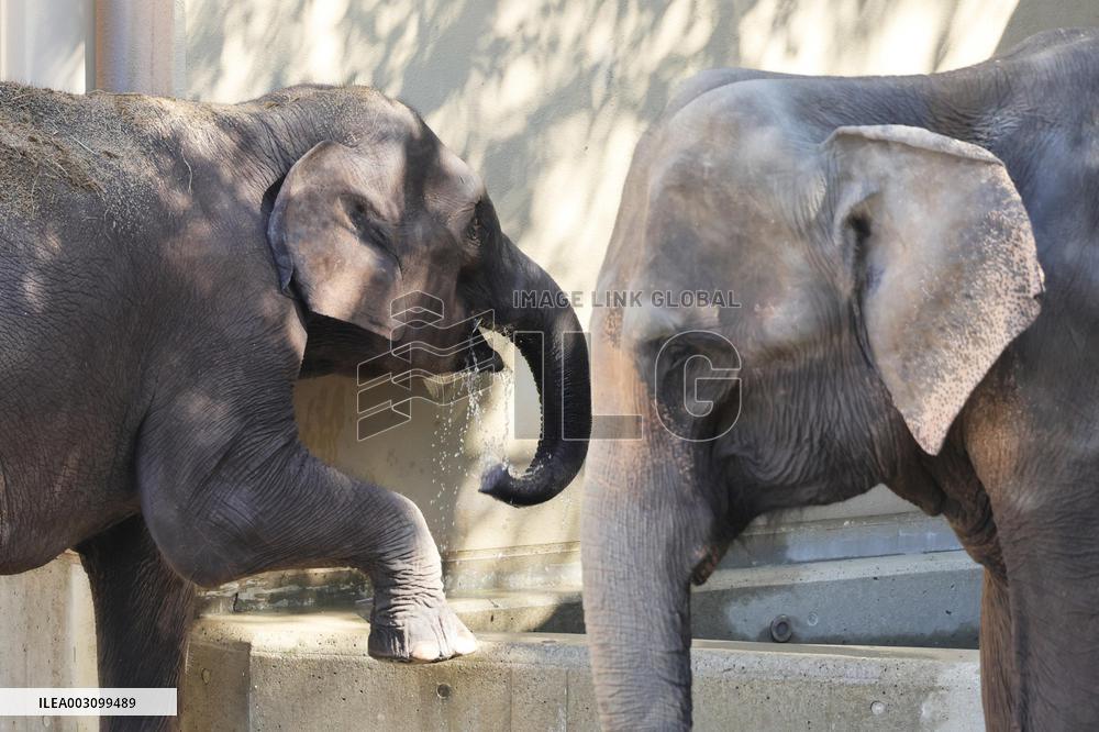 Asian elephants