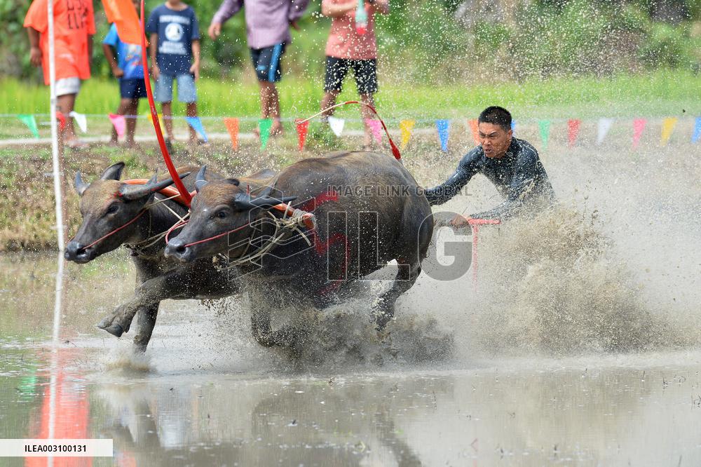 THAILAND-CHONBURI-BUFFALO RACE