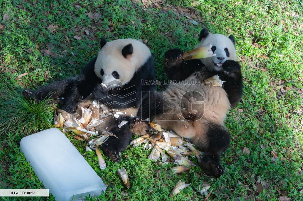 Giant Pandas Eat While Cooling Off at Chongqing