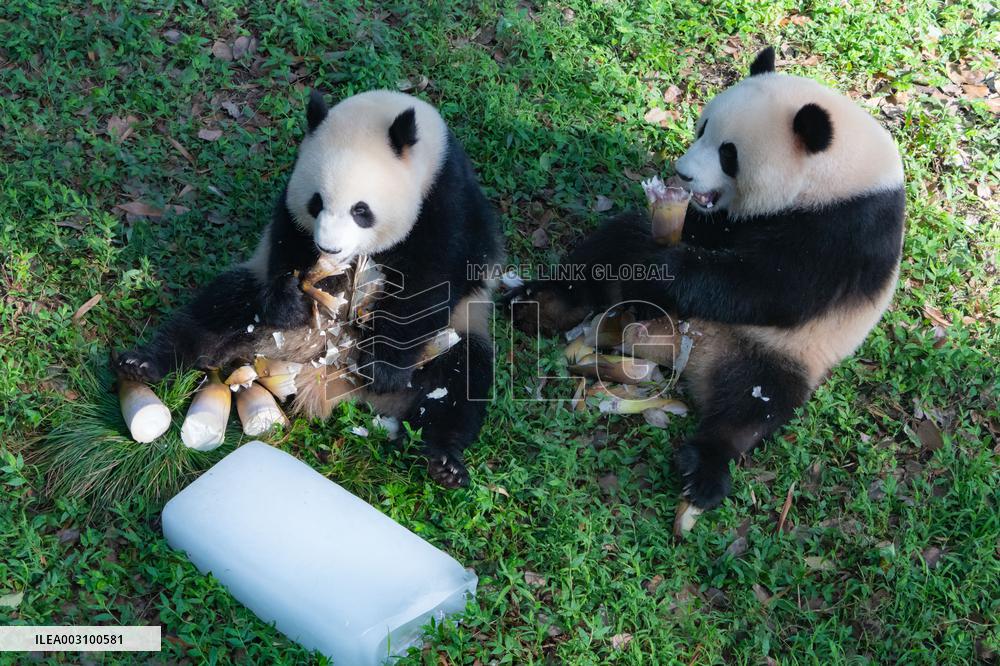Giant Pandas Eat While Cooling Off at Chongqing