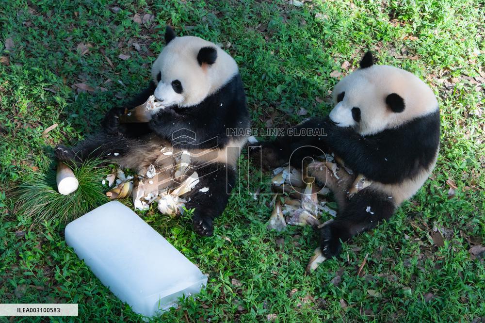 Giant Pandas Eat While Cooling Off at Chongqing