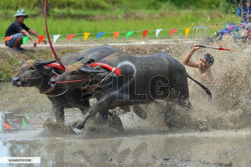 Buffalo Race - Thailand