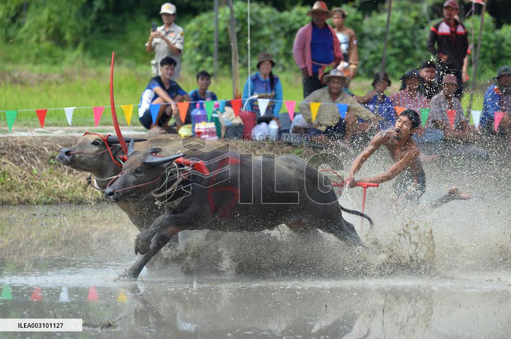 Buffalo Race - Thailand