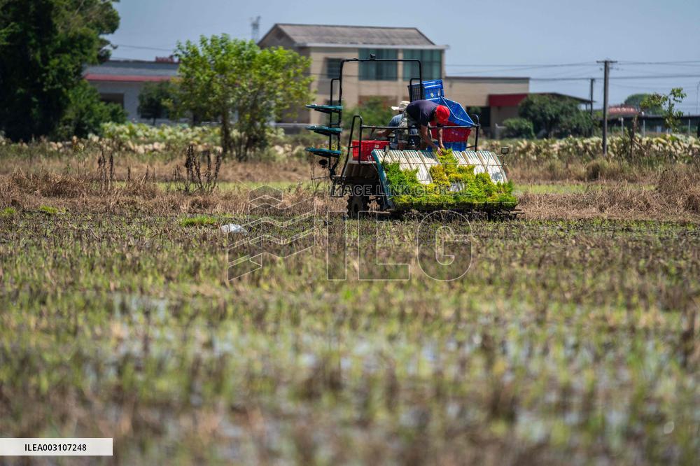 CHINA-HUNAN-XIANGTAN-RICE TRANSPLANTING (CN)