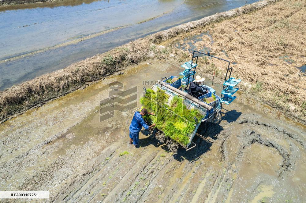 CHINA-HUNAN-XIANGTAN-RICE TRANSPLANTING (CN)