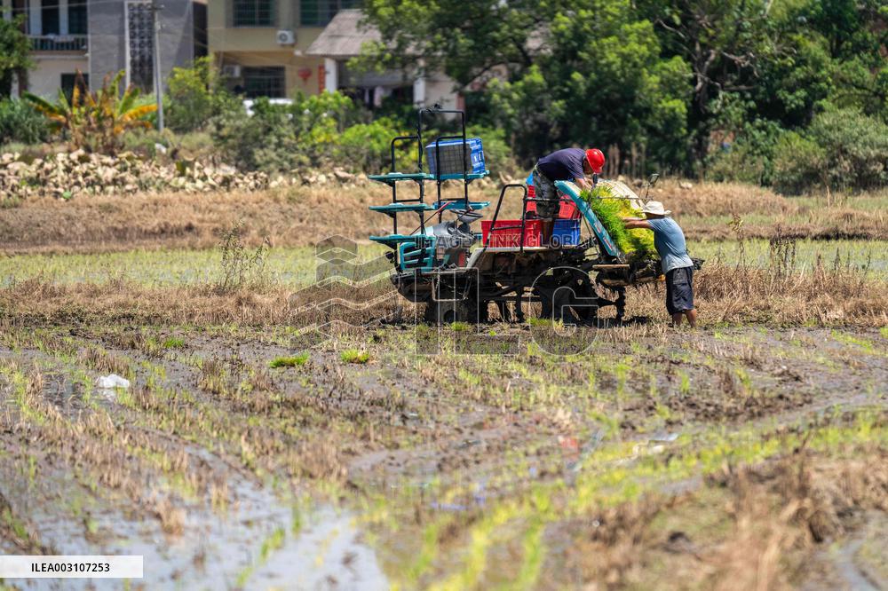 CHINA-HUNAN-XIANGTAN-RICE TRANSPLANTING (CN)