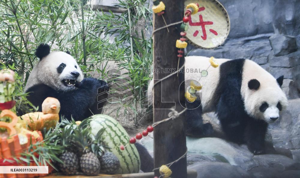 CHINA-CHONGQING-PANDA-BIRTHDAY (CN)