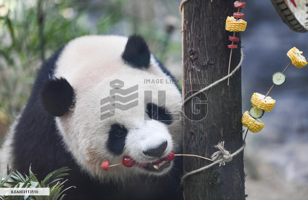 Baby Pandas Enjoy Birthday Feast - China