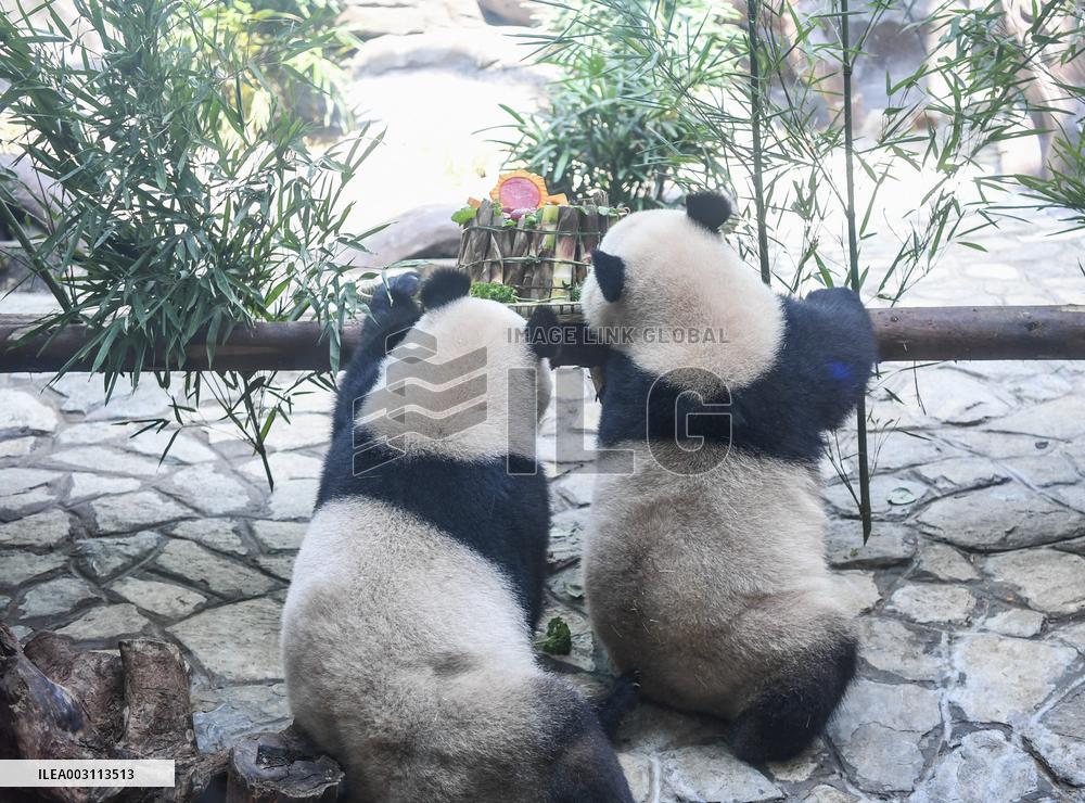 Baby Pandas Enjoy Birthday Feast - China