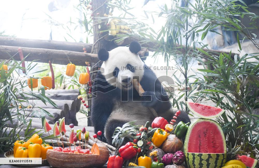 Baby Pandas Enjoy Birthday Feast - China