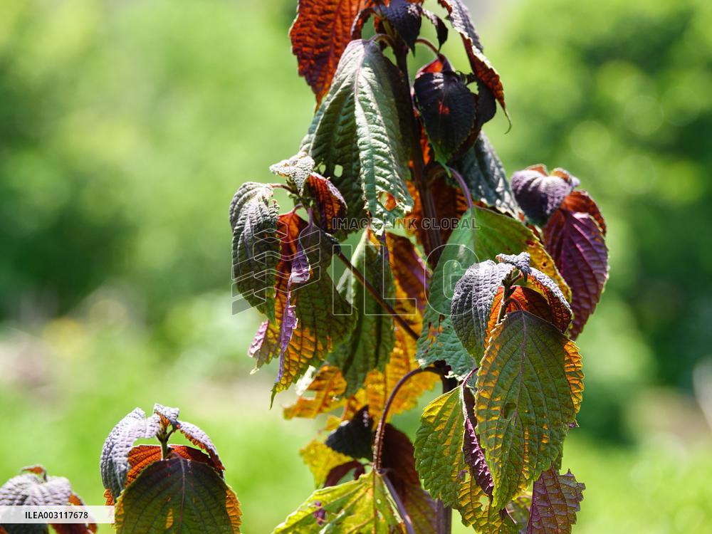 Crops in High Temperatures