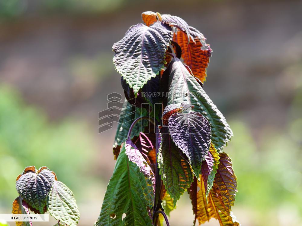 Crops in High Temperatures