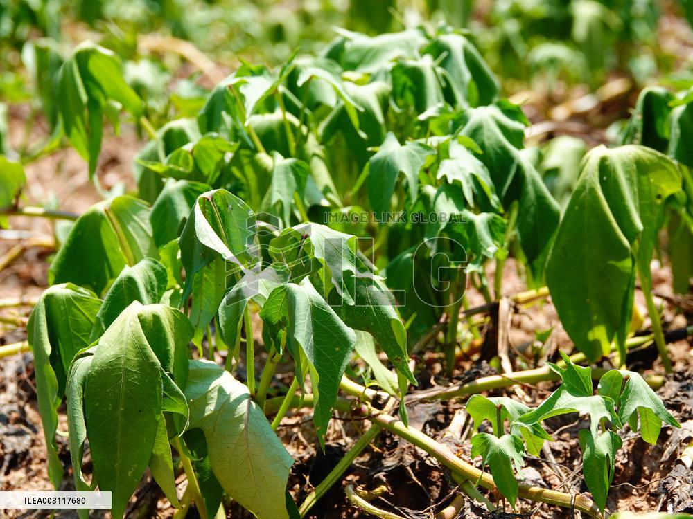 Crops in High Temperatures