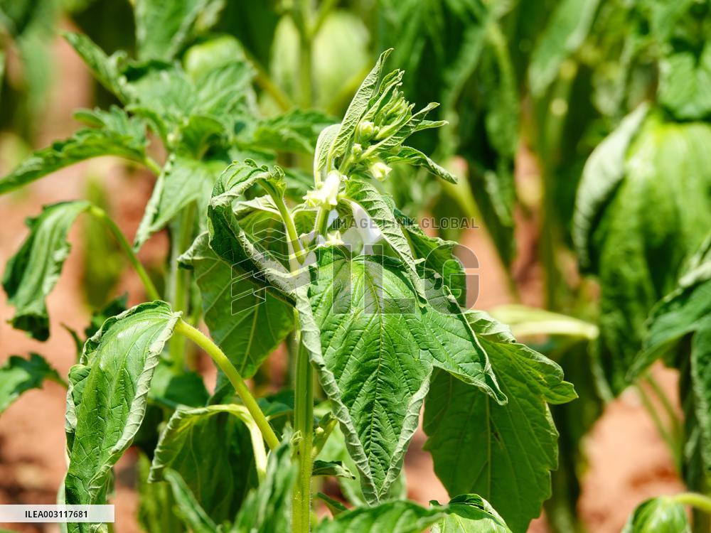 Crops in High Temperatures