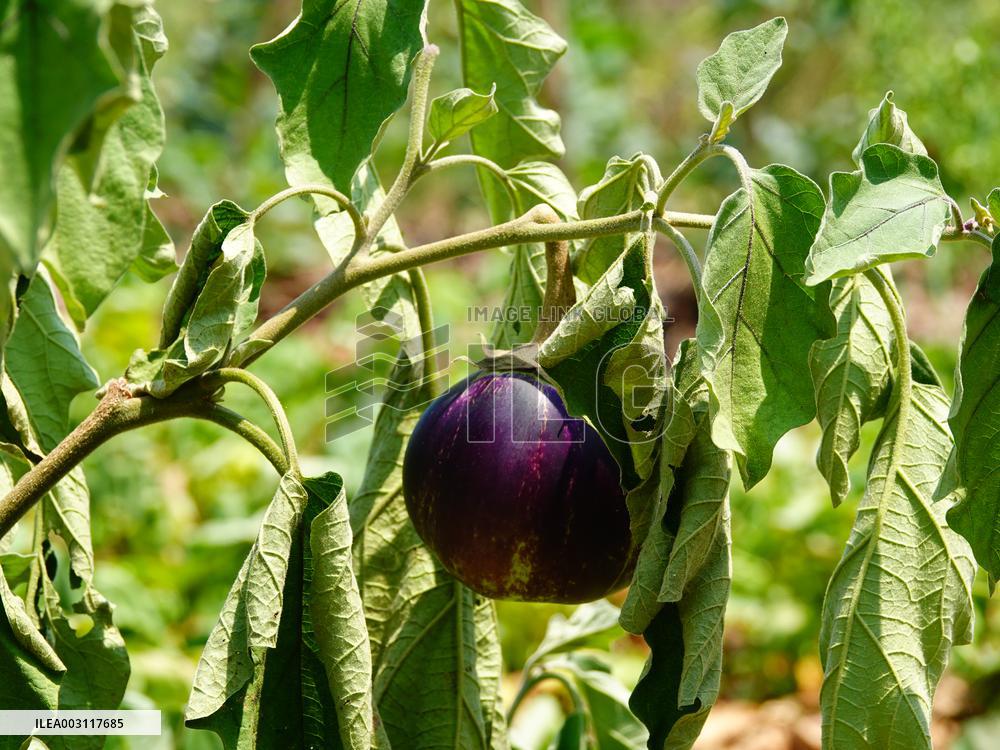 Crops in High Temperatures