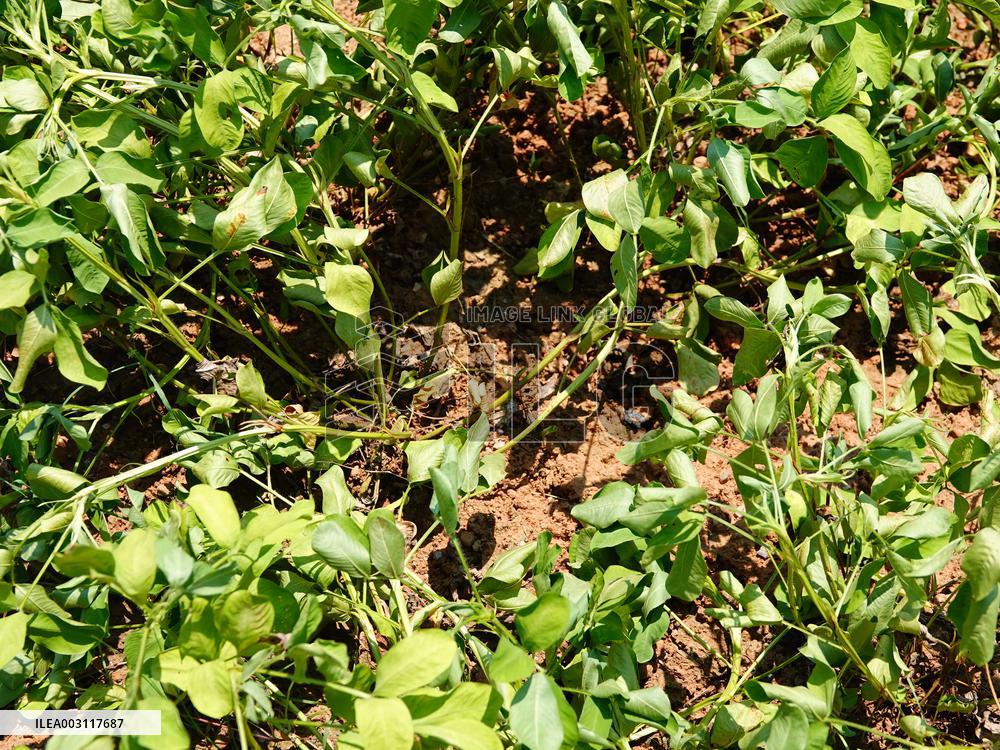 Crops in High Temperatures