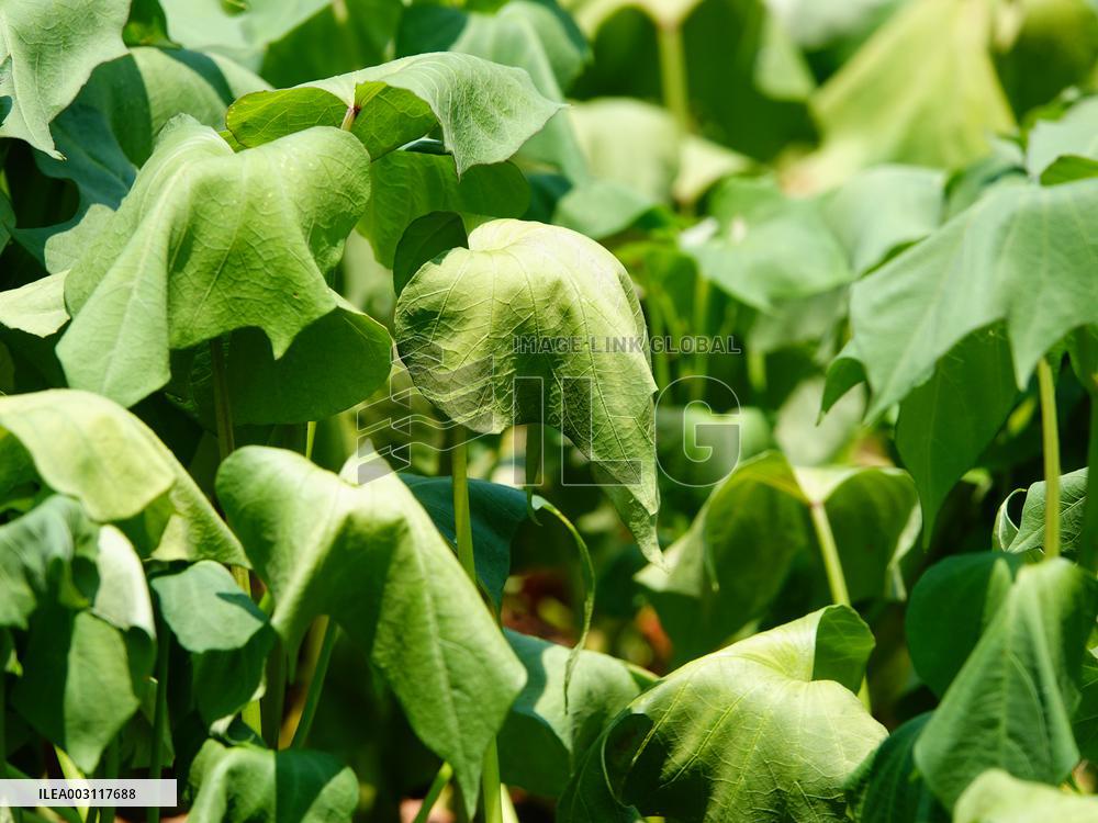 Crops in High Temperatures