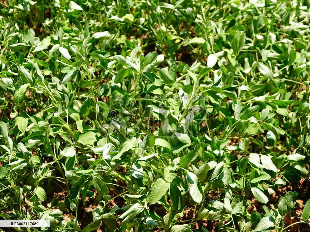 Crops in High Temperatures