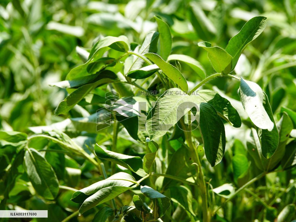 Crops in High Temperatures