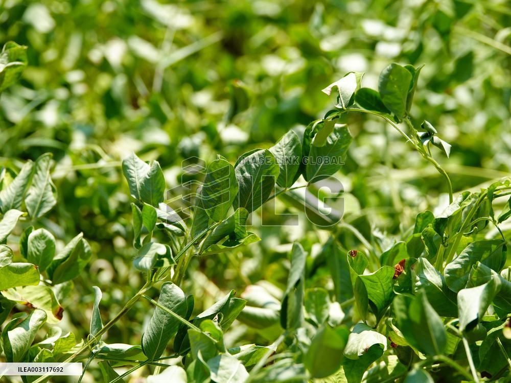 Crops in High Temperatures