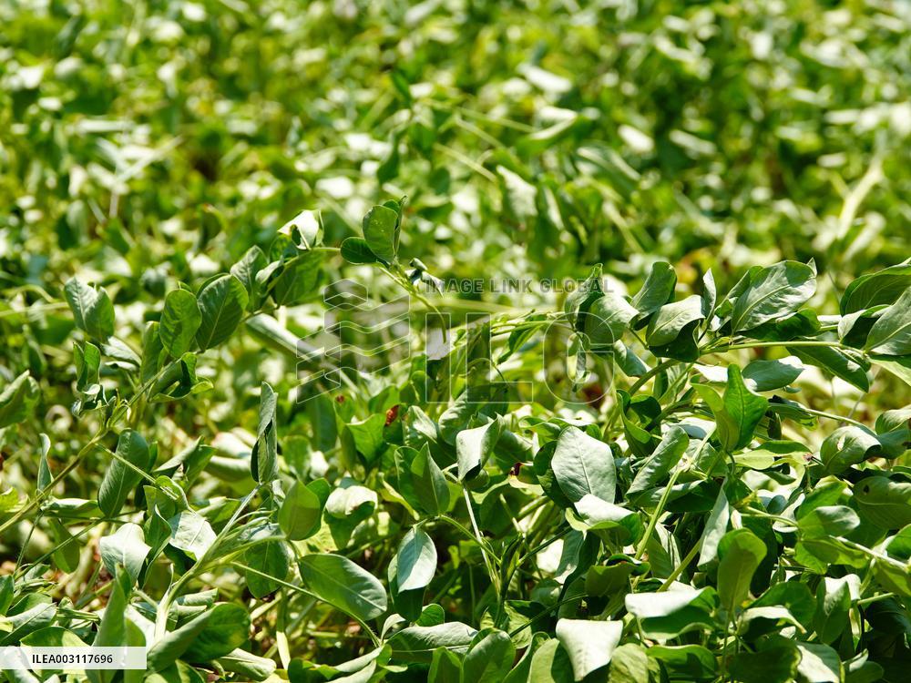 Crops in High Temperatures
