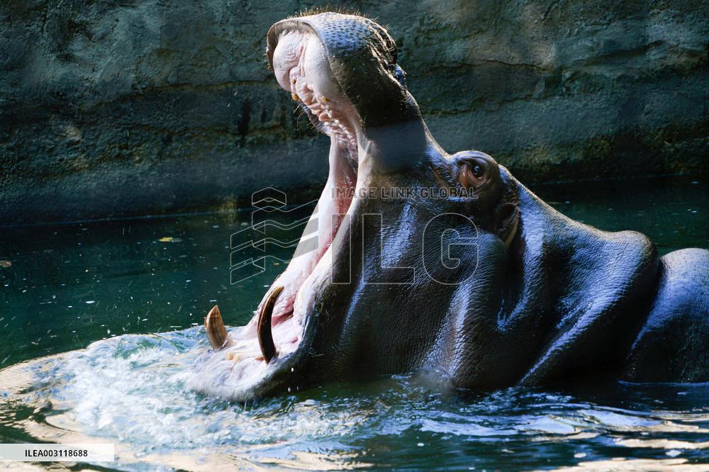 UZBEKISTAN-TASHKENT-ANIMALS-HEATWAVE