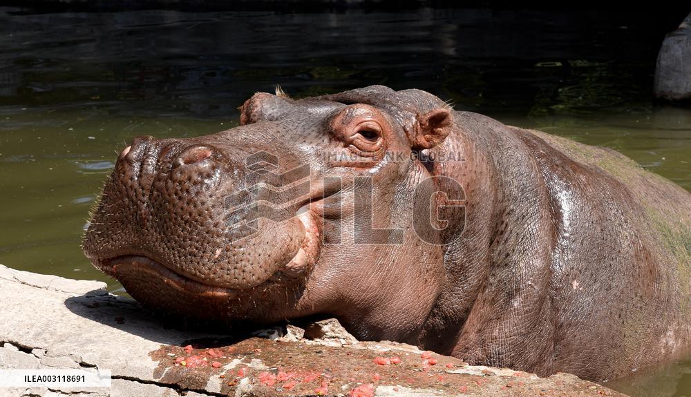 UZBEKISTAN-TASHKENT-ANIMALS-HEATWAVE