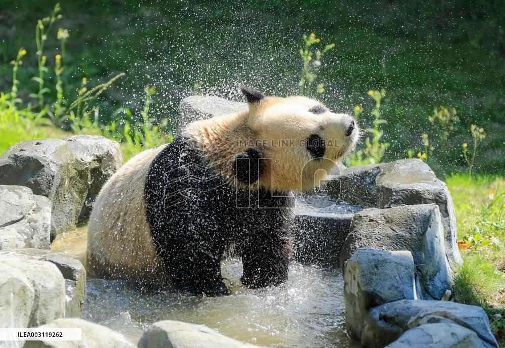 Huaying Mountain Giant Panda Base