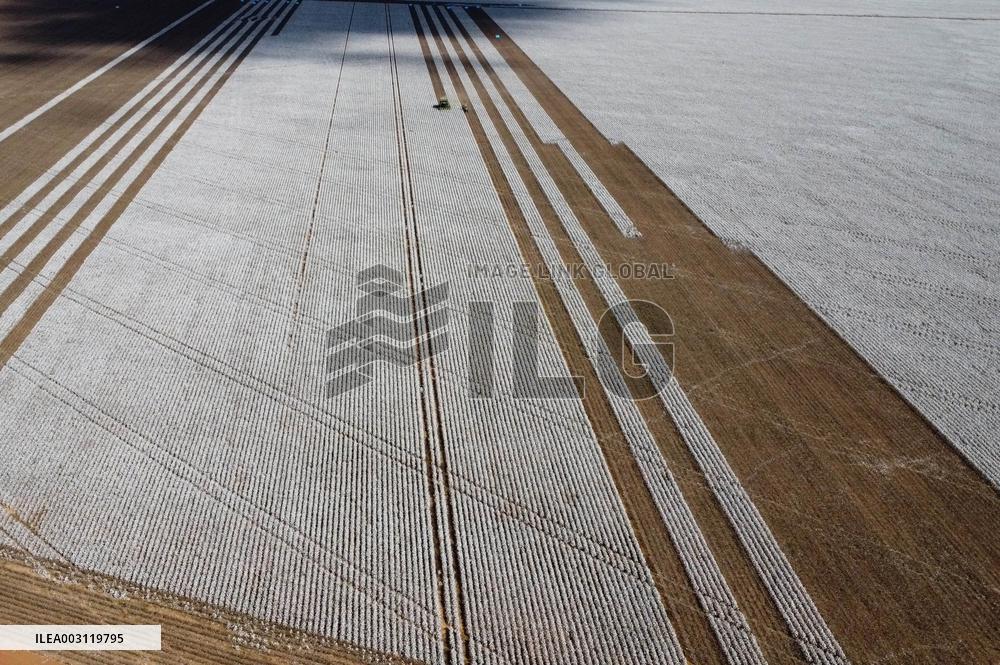 BRAZIL-GOIAS-COTTON-HARVEST