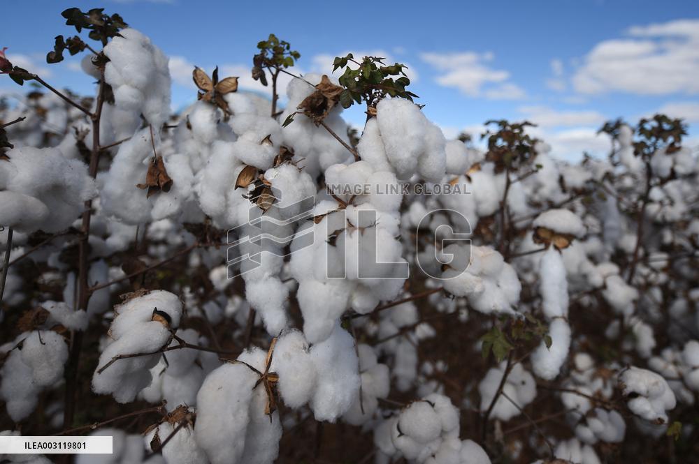 BRAZIL-GOIAS-COTTON-HARVEST