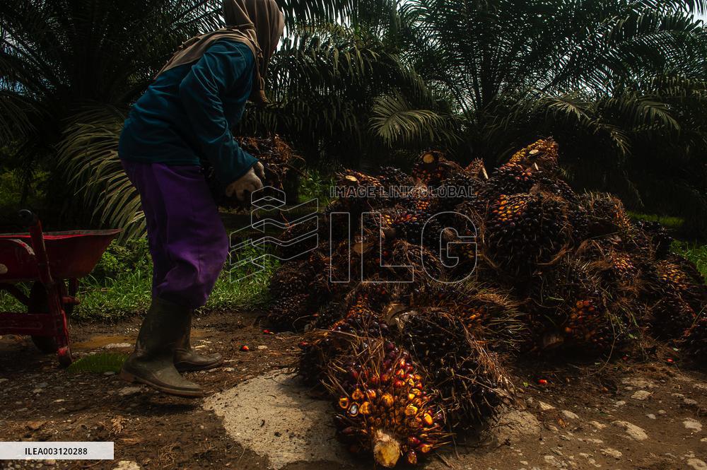 Palm Oil Mills And Harvest - Indonesia