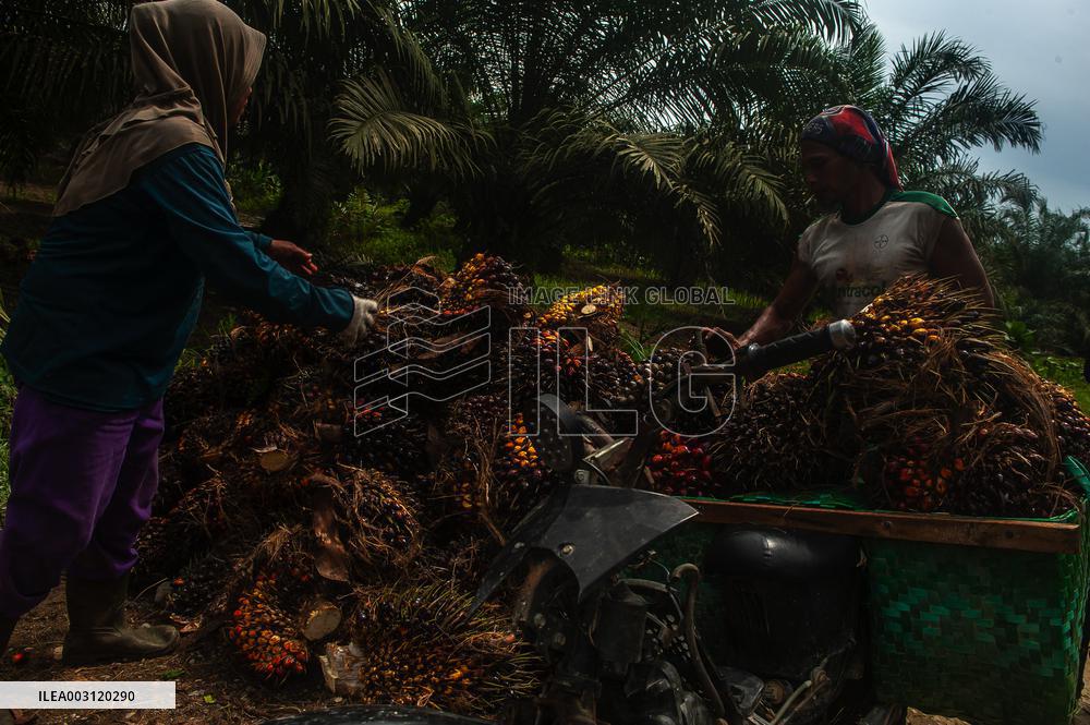 Palm Oil Mills And Harvest - Indonesia