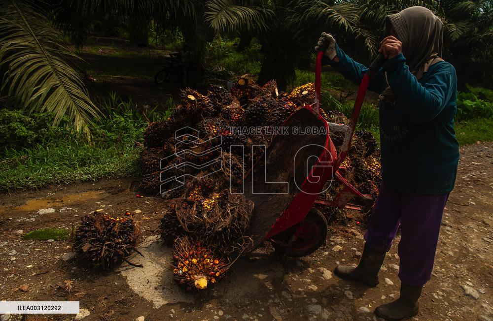 Palm Oil Mills And Harvest - Indonesia