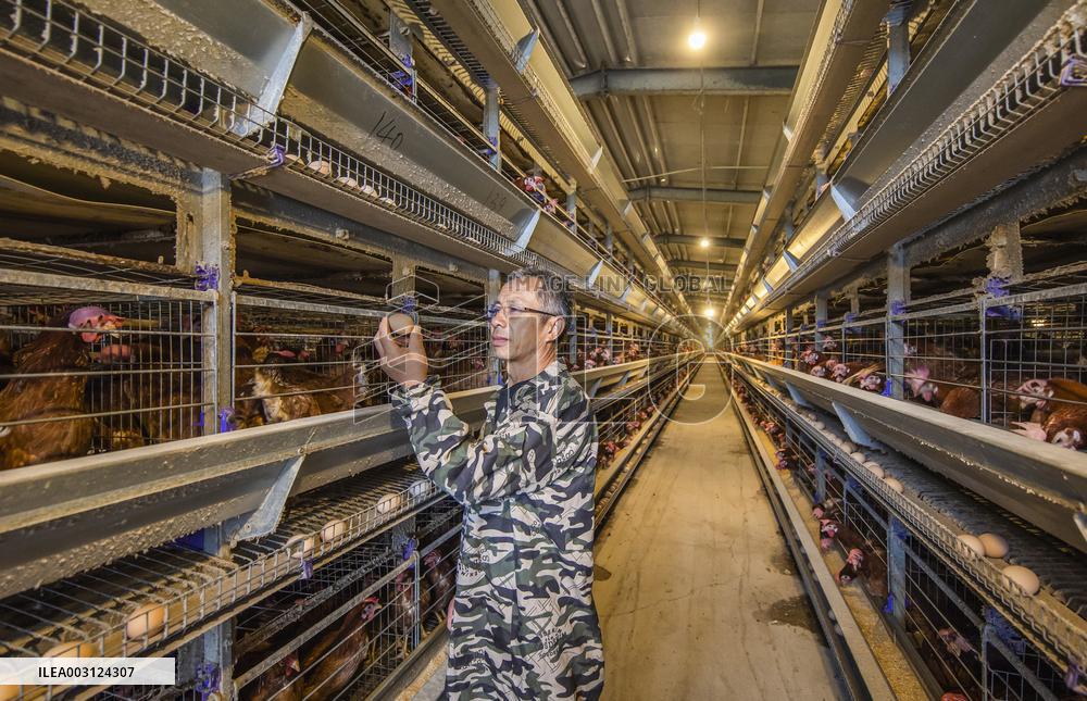 A Poultry Company in Suqian