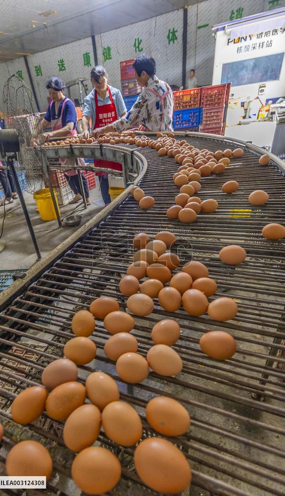 A Poultry Company in Suqian