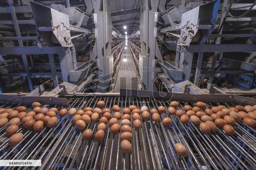 A Poultry Company in Suqian
