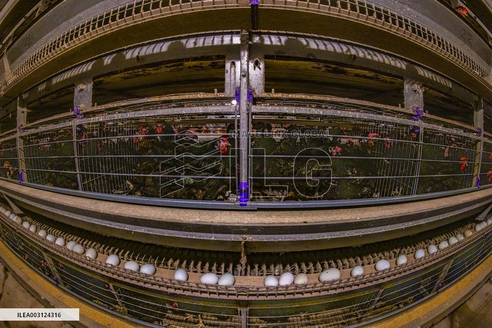 A Poultry Company in Suqian