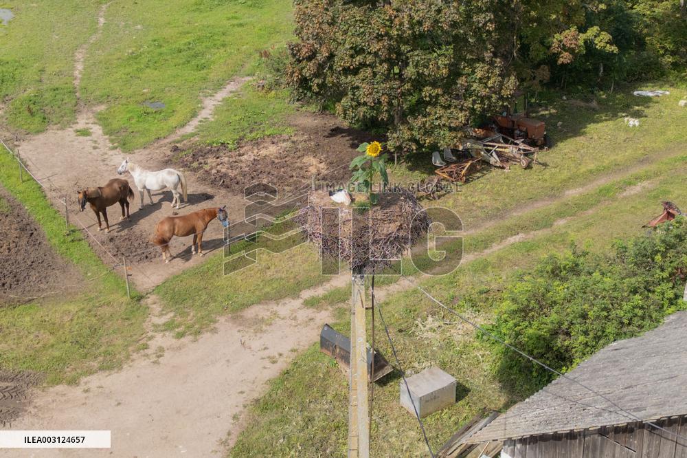 Stork´s nest with sunflower