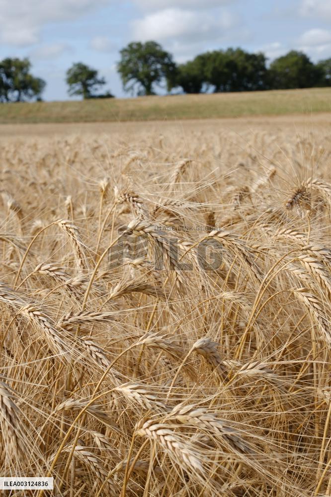 Illustration Wheat Field - France