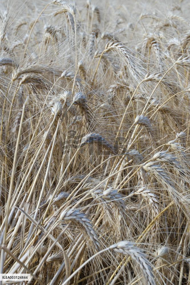 Illustration Wheat Field - France
