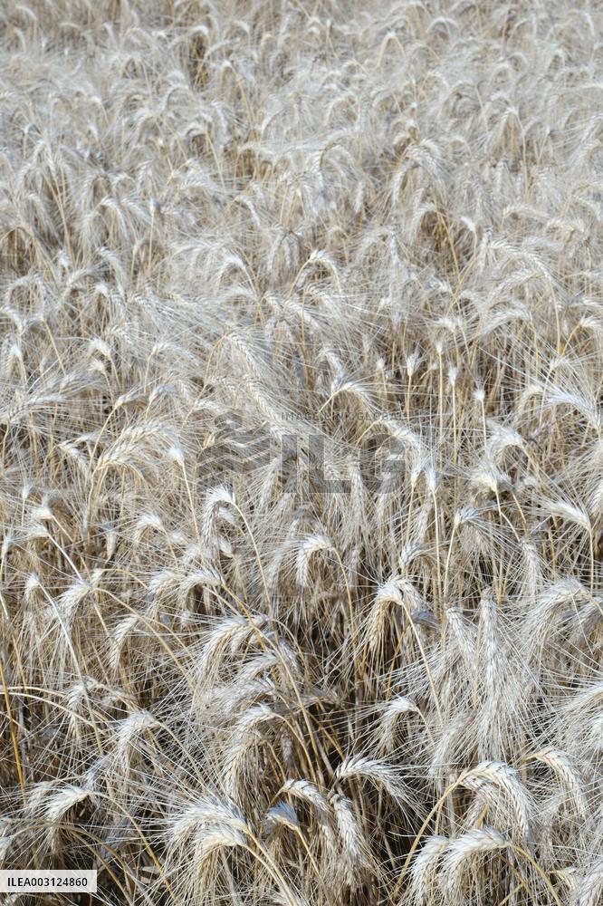 Illustration Wheat Field - France