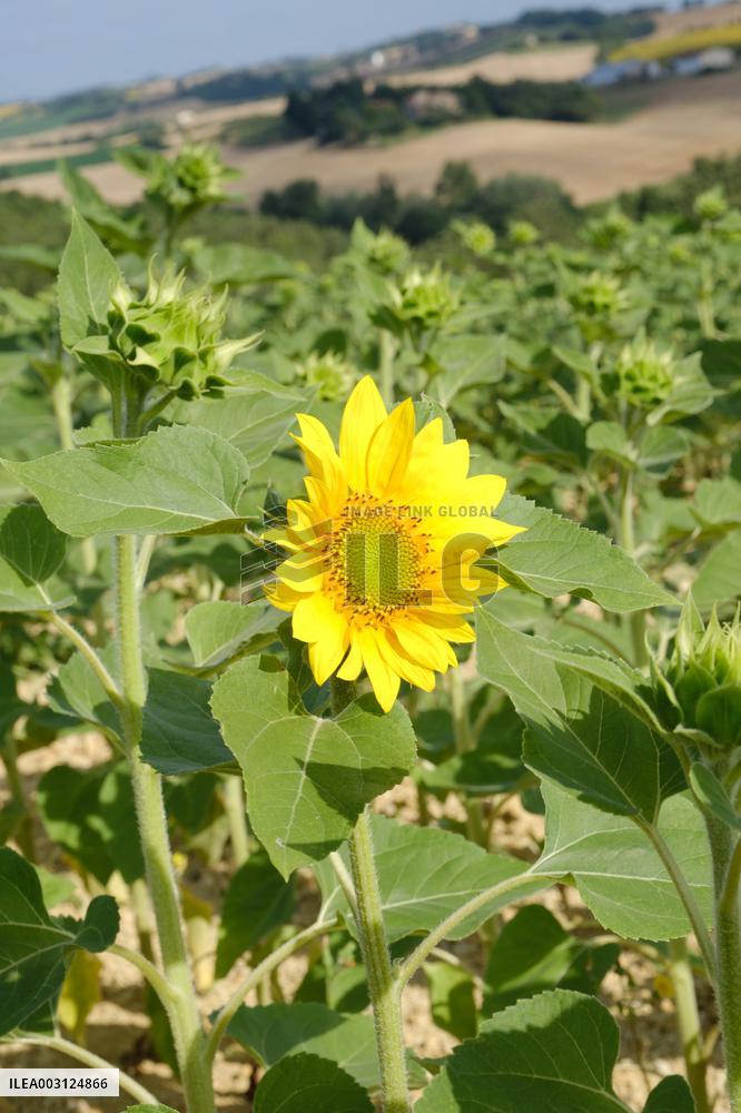 Sunflower Field - France