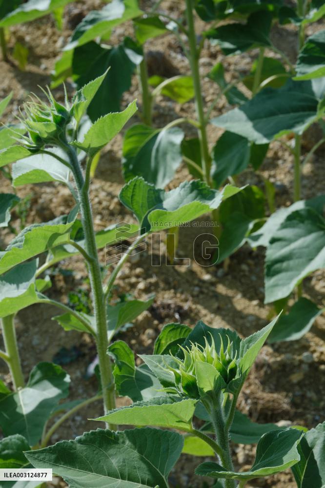 Sunflower Field - France